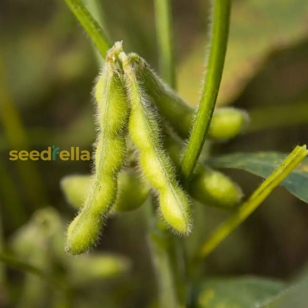 Non gmo soybean samen für aussaat in home gardens