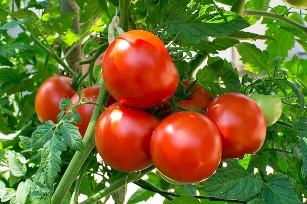 Non-gmo spanish tomato samen für urban garten