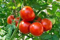 Non-gmo spanish tomato samen für urban garten