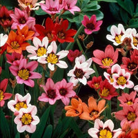 Non-gmo sparaxis blume samen for gardening