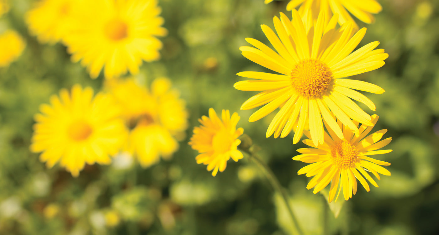 Non-gmo spartium gelb bloom samen