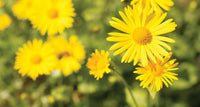 Non-gmo spartium gelb bloom samen