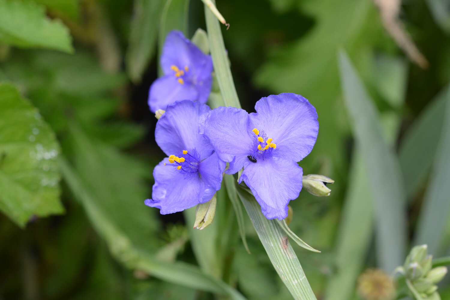 Non-gmo tradescantia spiderwort samen