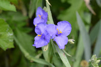 Non-gmo tradescantia spiderwort samen