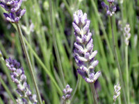 gentechnikfrei Spike Lavender Blume Samen for dry landscapes