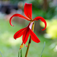 Non gmo sprekelia blume samen