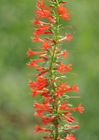 Non-gmo standing cypress blume samen