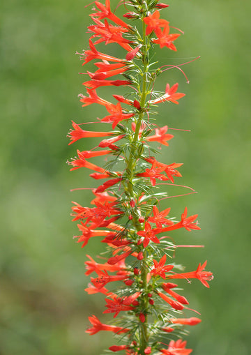 Non-gmo standing cypress blume samen