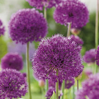 Non GMO Star of Persia Allium Samen