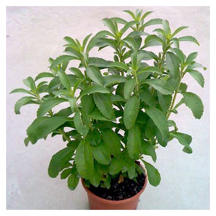 gentechnikfrei Stevia Kraut Pflanze grown from Samen