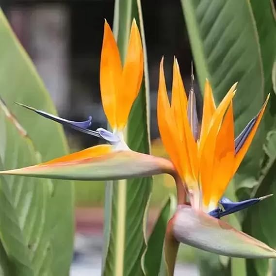 Non-gmo strelitzia reginae blume samen