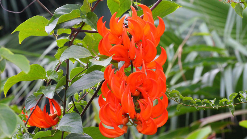 Non-gmo light orange strongylodon macrobotrys samen