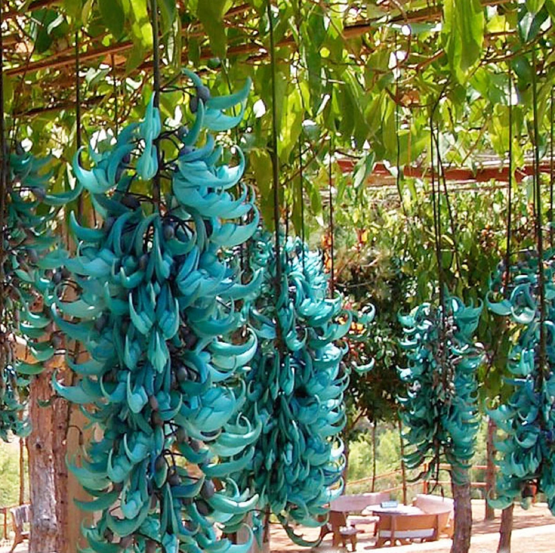 Non-gmo strongylodon macrobotrys samen for gardening