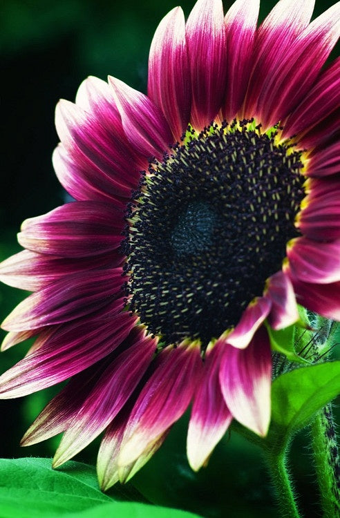 Non-gmo sunflower cream violet samen for home gardening