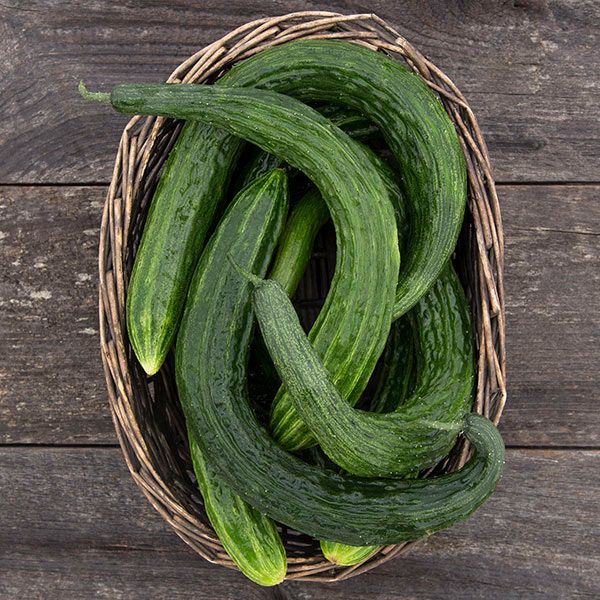 Non-gmo suyo long cucumber samen für home gardens