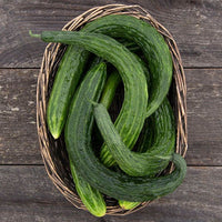Non-gmo suyo long cucumber samen für home gardens