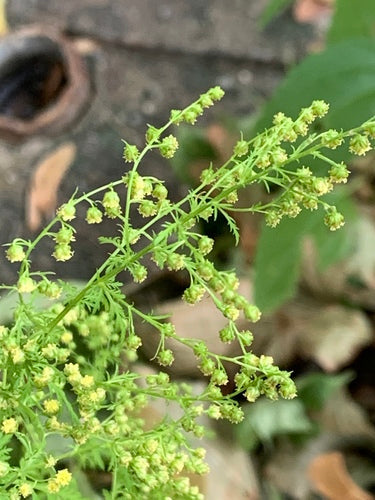 gentechnikfrei Sweet Annie Kraut Samen with fine fern-like foliage