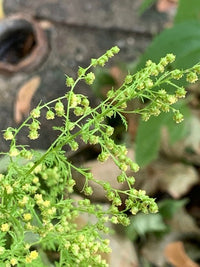 gentechnikfrei Sweet Annie Kraut Samen with fine fern-like foliage