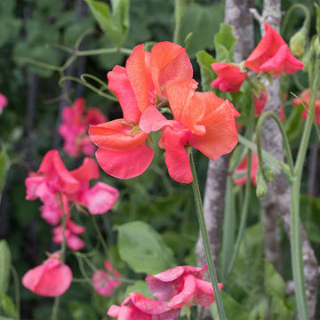Non-gmo orange sweet pea samen for gardening