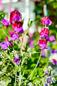 Non-gmo lila sweet pea blume samen