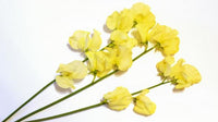 Non-gmo sweet pea gelb samen for gardening