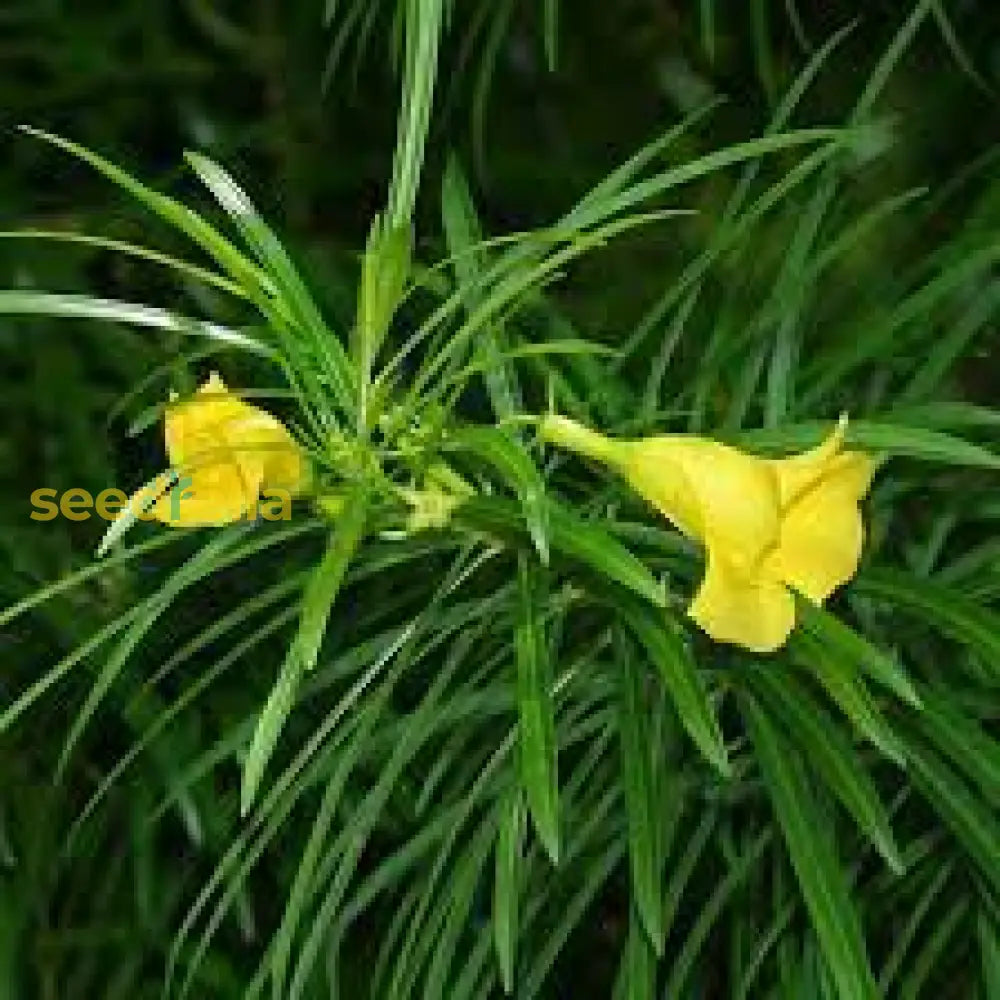 Non gmo thevetia neriifolia samen