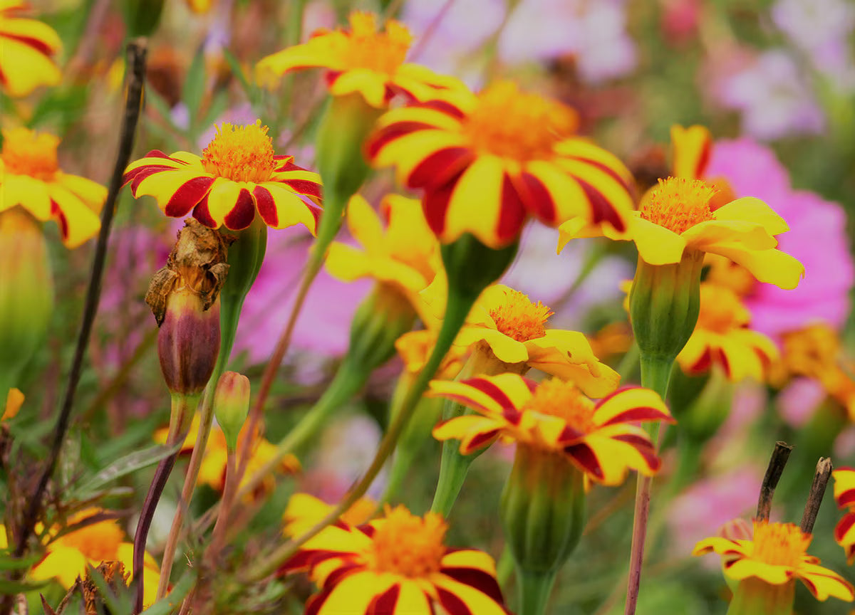 Non-gmo thunbergia coccinea blume samen