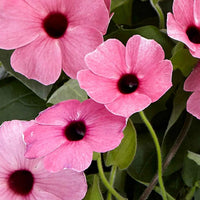 Non-gmo thunbergia blume samen for vibrant anpflanzung