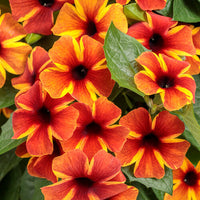 Non-gmo thunbergia samen for home gardening