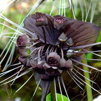 Non-gmo tiger orchid samen