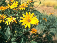 Non-gmo topinambur blume samen
