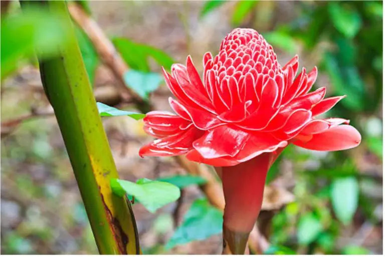 Non-gmo torch ginger blume samen for gardening