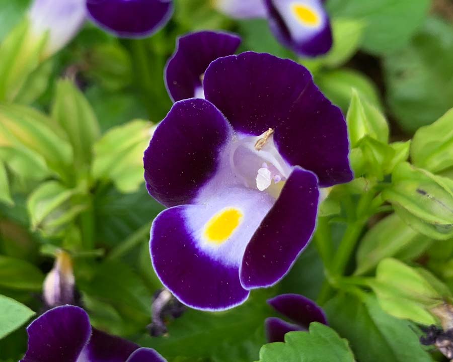 Non-gmo torenia kauai blume samen