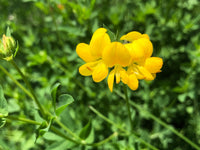 Non-gmo trefoil blume samen – easy wachsend bright blumen
