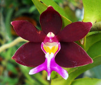 Non-gmo trichoglottis blume samen