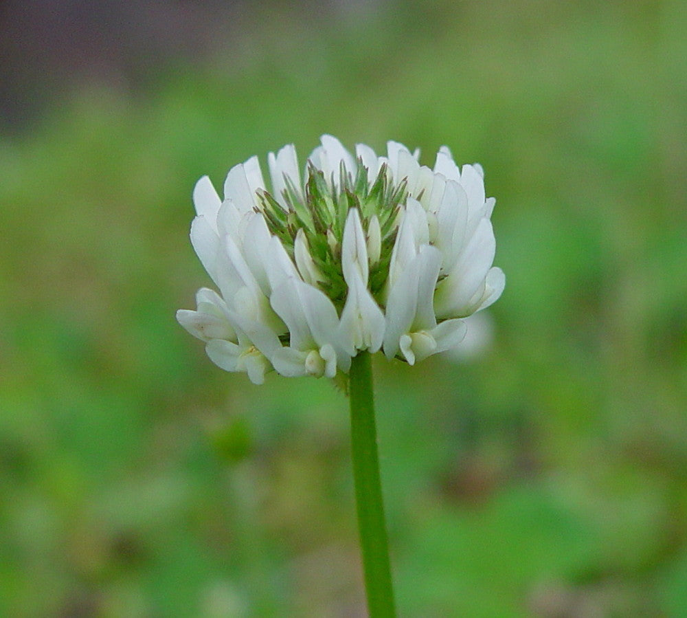Non-gmo trifolium repens samen for lawn and ground cover