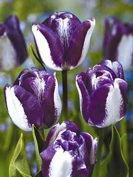 Non-gmo tulip samen for anpflanzung