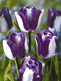 Non-gmo tulip samen for anpflanzung