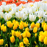 Non-gmo tulip samen for vibrant spring blumen