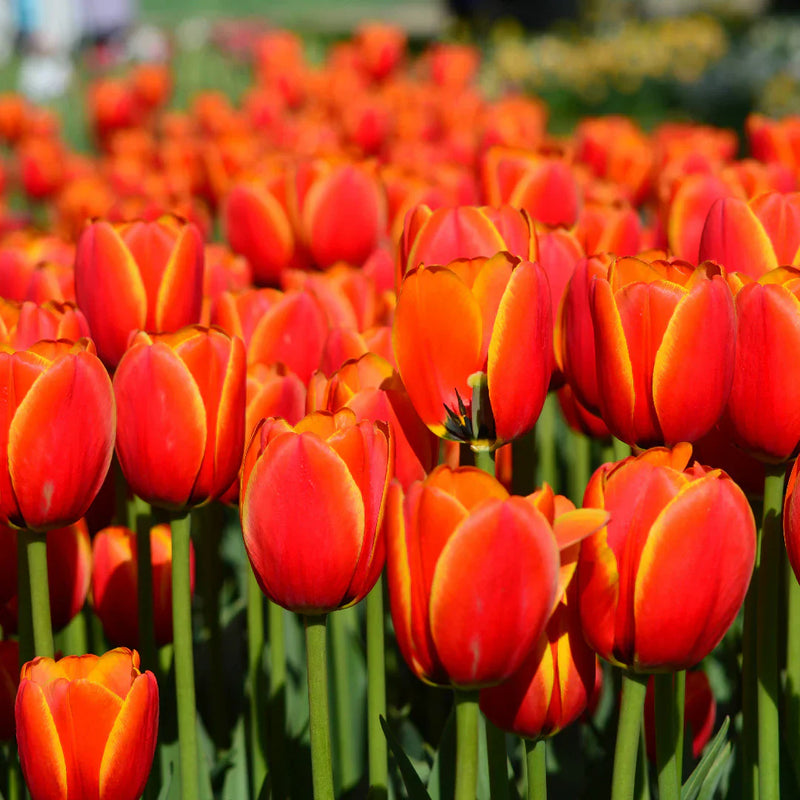 Non-gmo orange gray tulip samen for gardening