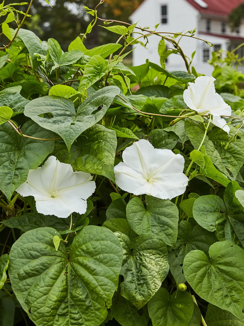 Non-gmo twinkle star blume samen