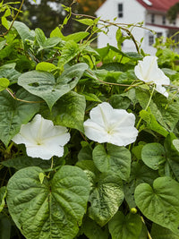 Non-gmo twinkle star blume samen