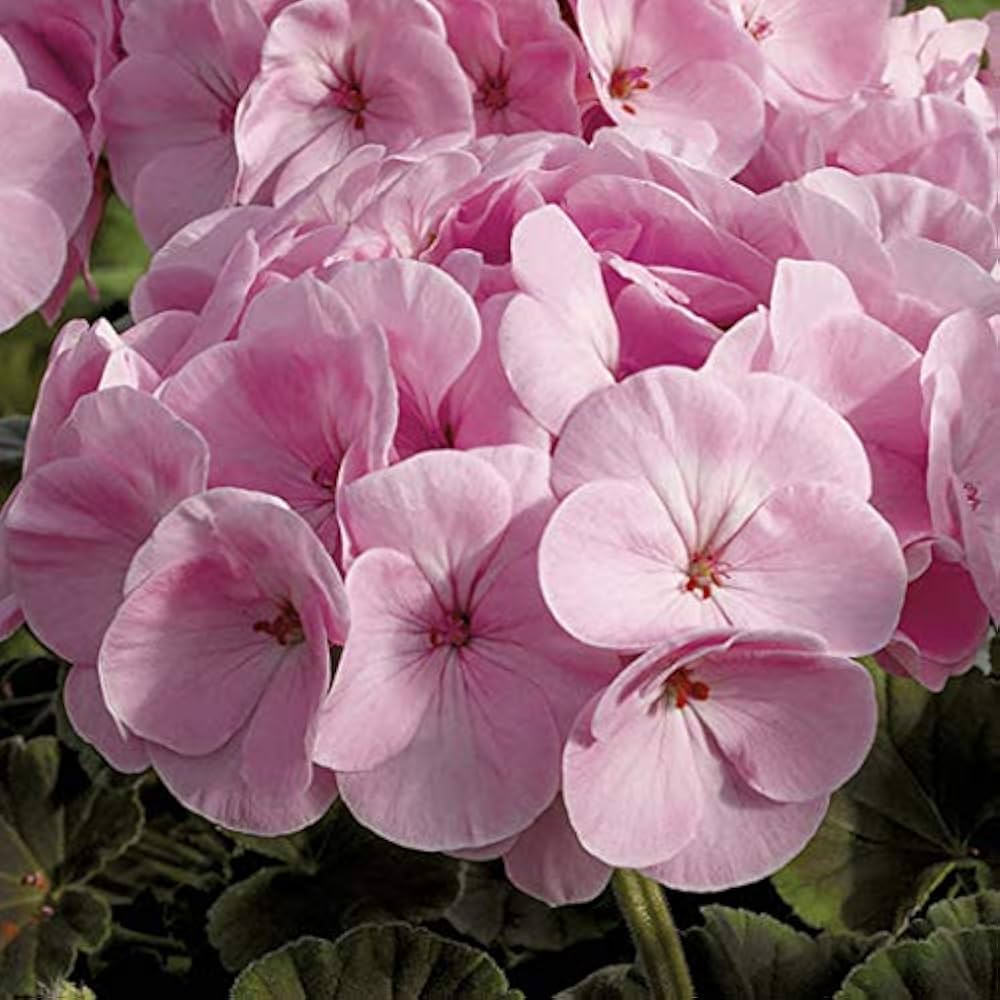 Non-gmo univalve geranium samen for home gardening