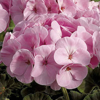 Non-gmo univalve geranium samen for home gardening