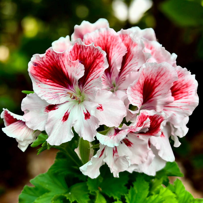 Non-gmo rot weiß univalve geranium samen