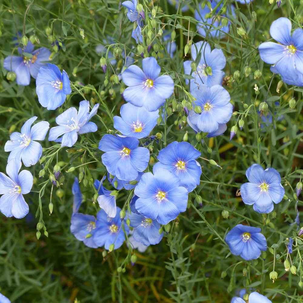 Non-gmo usitatissimum samen for home gardening