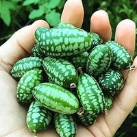 Non-gmo uzbek melon samen für home garten