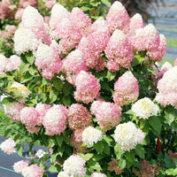 Non gmo vainilla hortensia samen