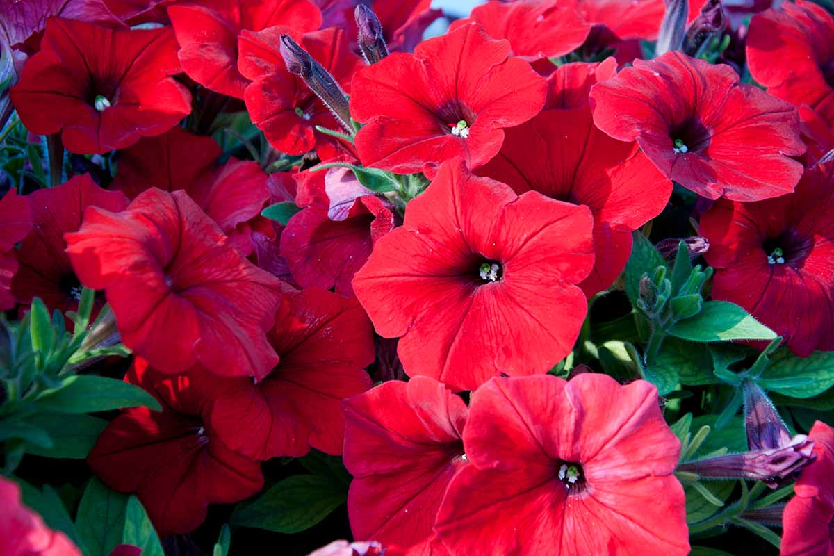 Non-gmo velour petunia blume samen