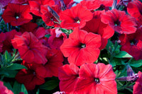 Non-gmo velour petunia blume samen